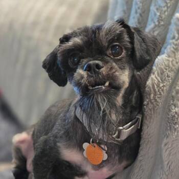 Remi -  Shih Tzu Dog for Adoption in Helena, Alabama - Remi | PetCurious