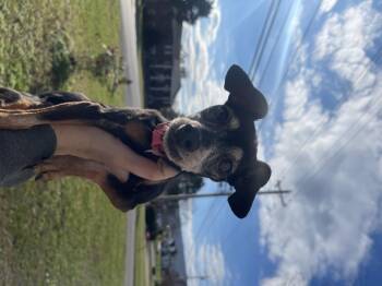 Rescue Chihuahua Dogs for Adoption in Dayton, Tennessee - Reece | PetCurious