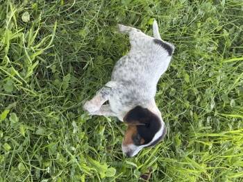 Sage -  Beagle and Miniature Dachshund Dog for Adoption in Iron Ridge, Wisconsin - Sage | PetCurious