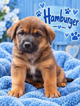 Hamburger -  Black Mouth Cur and Shepherd Dog for Adoption in Fort Worth, Texas - Hamburger | PetCurious
