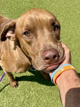 Sampson -  Mixed Breed Dog for Adoption in Wichita, Kansas - Sampson | PetCurious
