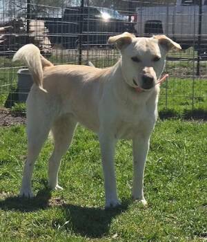 Rescue Golden Retriever and Mixed Breed Dogs for Adoption in Kemp, Texas - Blanch | PetCurious