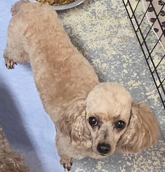 Bella -  Poodle Dog for Adoption in Momence, Illinois - Bella | PetCurious