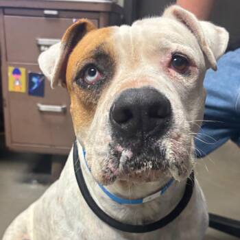 Grendel -  Pit Bull Terrier and Mixed Breed Dog for Adoption in Yuma, Arizona - Grendel | PetCurious