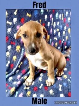 Rescue Mountain Cur Dogs for Adoption in Manchester, Connecticut - Fred | PetCurious