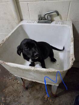 Firecracker -  Labrador Retriever Dog for Adoption in Irwin, Pennsylvania - Firecracker | PetCurious