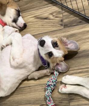 Violet -  Great Pyrenees Dog for Adoption in Garland, Texas - Violet | PetCurious