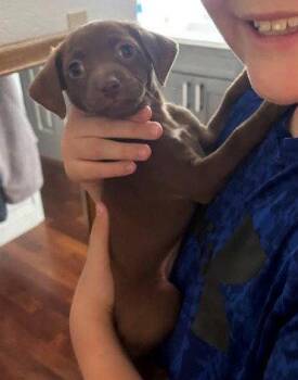 Chihuahua Dogs Available for Adoption in San Diego, California - Lorenzo | PetCurious