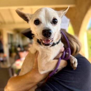 Stanley -  Chihuahua Dog for Adoption in Ramona, California - Stanley | PetCurious