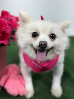 Diva-One of our Amazing Rescue Dogs -  Pomeranian and Mixed Breed Dog for Adoption in Carlsbad, California - Diva-One Of Our Amazing Rescue Dogs | PetCurious