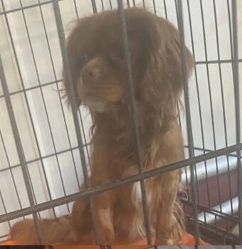 Gizmo -  Cavalier King Charles Spaniel Dog for Adoption in Coatesville, Pennsylvania - Gizmo | PetCurious