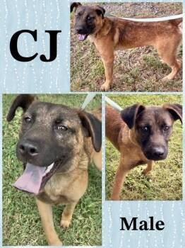 CJ -  German Shepherd Dog Dog for Adoption in Manchester, Connecticut - CJ | PetCurious