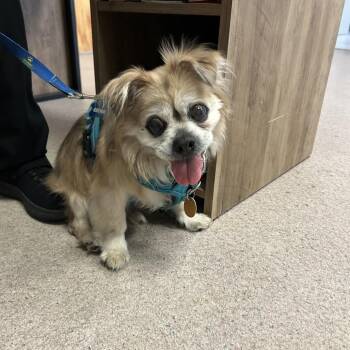 Pekingese Dogs Available for Adoption in Conway, New Hampshire - Gizmo- Available Soon! | PetCurious