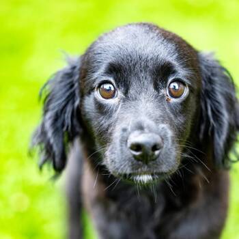Warrior -  Mixed Breed Dog for Adoption in Naperville, Illinois - Warrior | PetCurious