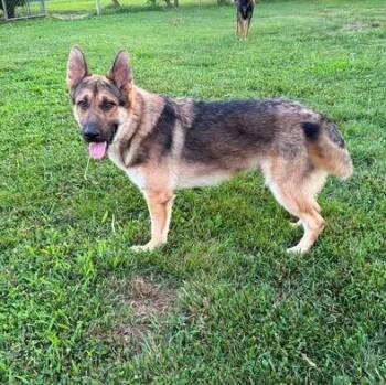 Chico (10mo) -  German Shepherd Dog Dog Available for Adoption in Greeneville, Tennessee - Chico (10mo) | PetCurious