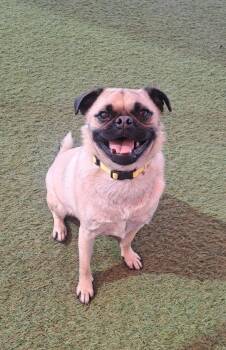 Pug Dogs Available for Adoption - Tax | PetCurious