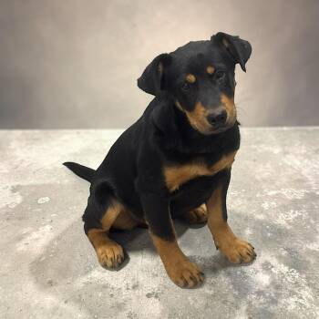 Rottweiler Dogs Available for Adoption - General | PetCurious