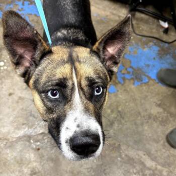 Athena -  German Shepherd Dog and Husky Dog for Adoption in Cleveland, Mississippi - Athena | PetCurious