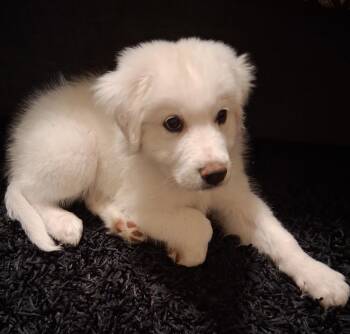 Great Pyrenees Dogs Available for Adoption in Quinlan, Texas - Maddox DFW | PetCurious