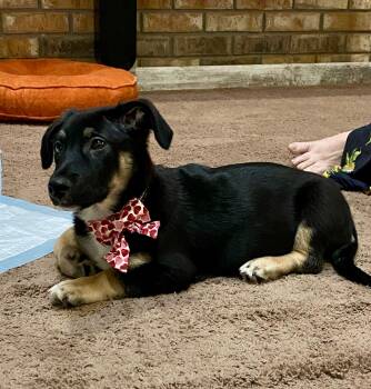 Mixed Breed and Corgi Dogs Available for Adoption - Stacy | PetCurious