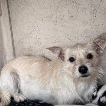 Suzie -  Schnauzer and Chihuahua Dog for Adoption in San Gabriel, California - Suzie | PetCurious