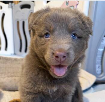 Border Collie and German Shepherd Dog Dogs Available for Adoption in Andover, Massachusetts - Luna Hufflepup | PetCurious