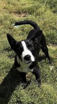 Feist Dogs Available for Adoption in Rutledge, Tennessee - Snoopy | PetCurious