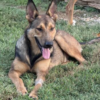 Scoobie Too -  German Shepherd Dog Dog for Adoption in Holly Springs, Mississippi - Scoobie Too | PetCurious