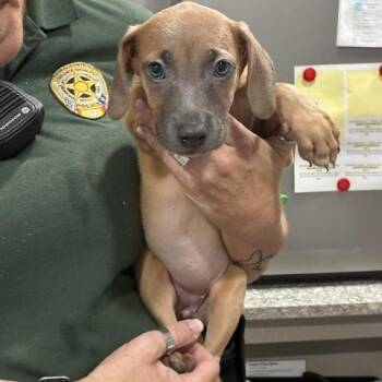 Uno -  Whippet and Mixed Breed Dog for Adoption in Buchanan Dam, Texas - Uno | PetCurious
