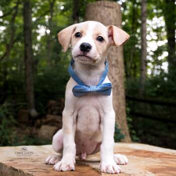 Willie -  Labrador Retriever and Boxer Dog for Adoption in Cincinnati, Ohio - Willie | PetCurious