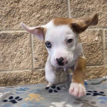 Aristotle -  Australian Shepherd and Mixed Breed Dog for Adoption in Beaumont, Texas - Aristotle | PetCurious