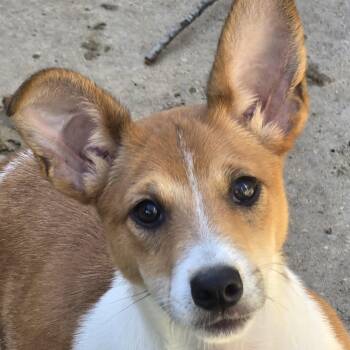 Rescue Basenji Dogs for Adoption in Athens, Alabama - Merry | PetCurious