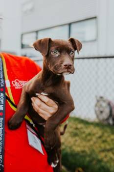 Mixed Breed Dogs Available for Adoption in West Chester, Pennsylvania - Cuddly | PetCurious