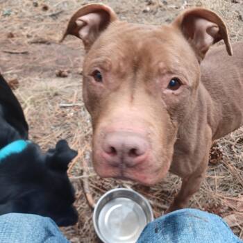 American Staffordshire Terrier Dogs Available for Adoption - Gemma | PetCurious