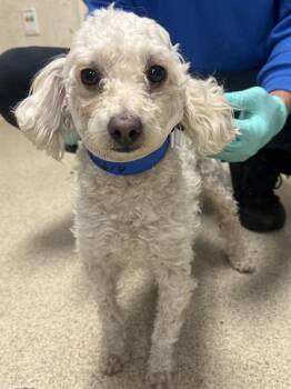 BALLOON -  Poodle and Mixed Breed Dog for Adoption in Riverside, California - BALLOON | PetCurious