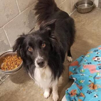 FEATHER -  Border Collie Dog for Adoption in Seymour, Indiana - FEATHER | PetCurious