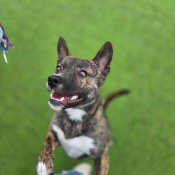 Ranoldo -  Shiba Inu and Boston Terrier Dog for Adoption - Ranoldo | PetCurious