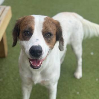 King Kumar -  Spaniel and Brittany Spaniel Dog for Adoption - King Kumar | PetCurious
