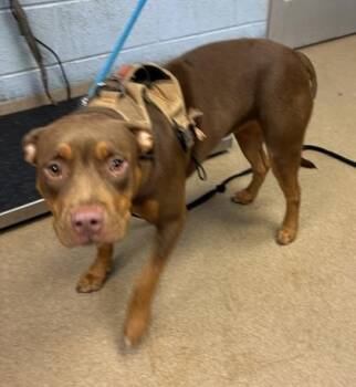 Marge -  Mixed Breed Dog for Adoption in Chamblee, Georgia - Marge | PetCurious