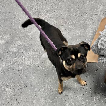 Mixed Breed Dogs Available for Adoption - Duncan | PetCurious