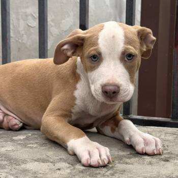 Rio -  American Staffordshire Terrier and Pit Bull Terrier Dog for Adoption in Atlanta, Texas - Rio | PetCurious