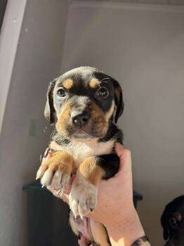 Rescue Hound Dogs for Adoption in Kalamazoo, Michigan - Fir - In Foster | PetCurious