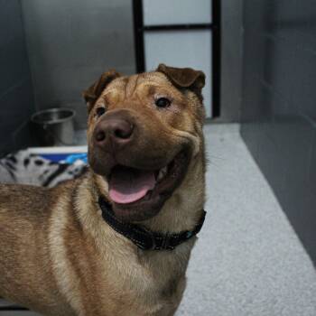 Tatum -  Shar Pei Dog for Adoption in Hutchinson, Minnesota - Tatum | PetCurious