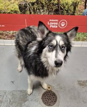 Rescue Siberian Husky Dogs for Adoption in Lafayette, Indiana - Sabrina | PetCurious