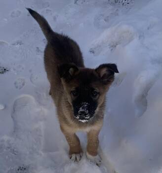 Shepherd and Norwegian Elkhound Dogs Available for Adoption - Gus  | PetCurious
