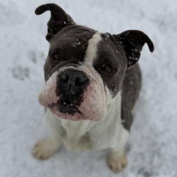 Bulldog Dogs Available for Adoption - ATHENA | PetCurious