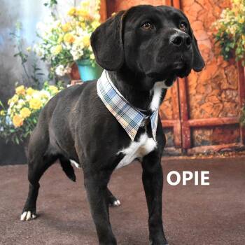 Labrador Retriever and Mixed Breed Dogs Available for Adoption in Yuma, Arizona - Opie | PetCurious