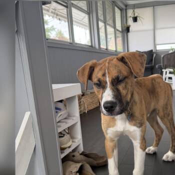 French Toast -  Australian Shepherd and Beagle Dog for Adoption - French Toast | PetCurious