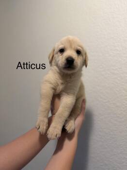 Anatolian Shepherd and Great Pyrenees Dogs Available for Adoption - Atticus | PetCurious