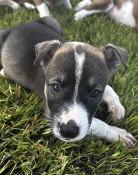 Dean -  Siberian Husky and German Shepherd Dog Dog for Adoption in Liverpool, Texas - Dean | PetCurious